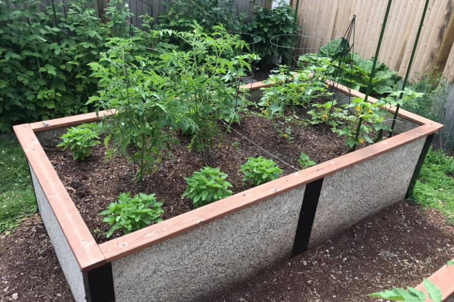 Raised Bed for tomatoes and Basil