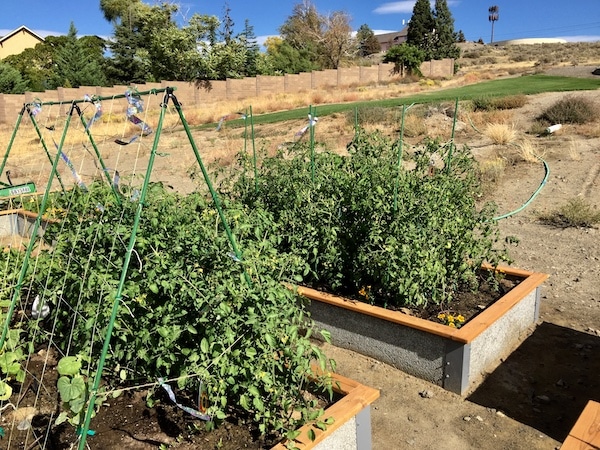 Jardineras elevadas con tomates.