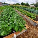 StAndrewscommunitygarden